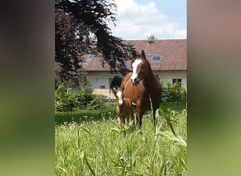 Paint Horse, Mare, 1 year, 14.2 hh, Brown