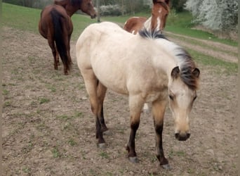 Paint Horse, Mare, 1 year, 14.2 hh, Buckskin