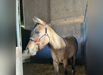 Paint Horse, Mare, 1 year, 14,2 hh, Buckskin