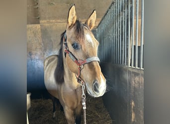 Paint Horse, Mare, 1 year, 14,2 hh, Buckskin