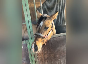 Paint Horse, Mare, 1 year, 14,2 hh, Buckskin