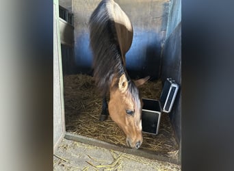 Paint Horse, Mare, 1 year, 14,2 hh, Buckskin