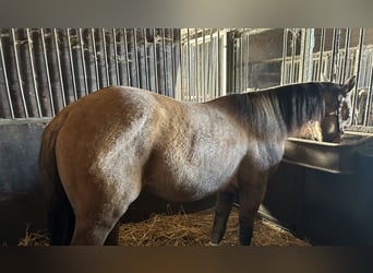 Paint Horse, Mare, 1 year, 14,2 hh, Buckskin