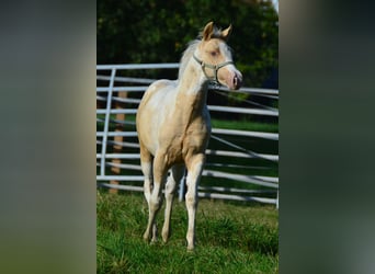 Paint Horse, Mare, 1 year, 14.2 hh, Champagne