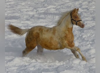 Paint Horse, Mare, 1 year, 14.2 hh, Champagne