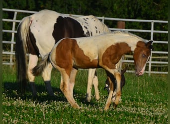 Paint Horse, Mare, 1 year, 14,2 hh, Champagne