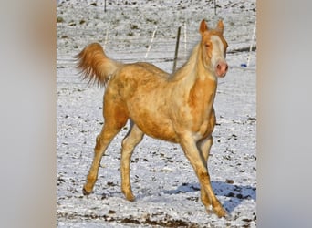 Paint Horse, Mare, 1 year, 14,2 hh, Champagne