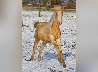 Paint Horse, Mare, 1 year, 14,2 hh, Champagne