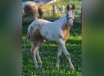 Paint Horse, Mare, 1 year, 14,2 hh, Champagne