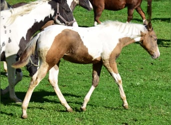 Paint Horse, Mare, 1 year, 14,2 hh, Champagne