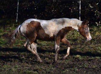 Paint Horse, Mare, 1 year, 14,2 hh, Champagne