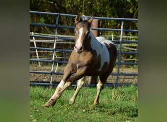 Paint Horse, Mare, 1 year, 14,2 hh, Champagne