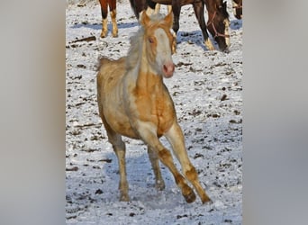 Paint Horse, Mare, 1 year, 14,2 hh, Champagne