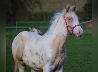 Paint Horse, Mare, 1 year, 14,2 hh, Champagne