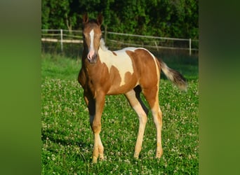 Paint Horse, Mare, 1 year, 14,2 hh, Champagne