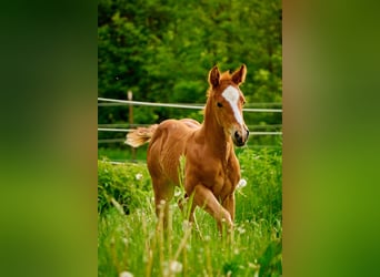 Paint Horse, Mare, 1 year, 14.2 hh, Chestnut-Red