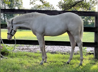 Paint Horse, Mare, 1 year, 14,2 hh, Cremello