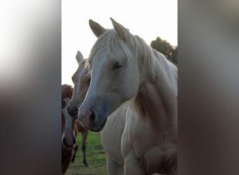 Paint Horse, Mare, 1 year, 14.2 hh, Palomino