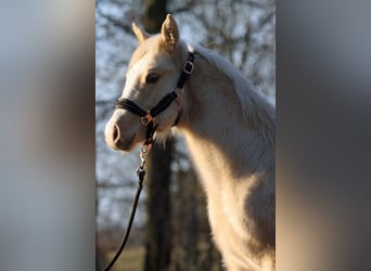 Paint Horse, Mare, 1 year, 14,2 hh, Palomino