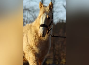 Paint Horse, Mare, 1 year, 14,2 hh, Palomino