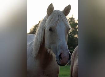 Paint Horse, Mare, 1 year, 14.2 hh, Palomino