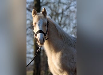 Paint Horse, Mare, 1 year, 14,2 hh, Palomino