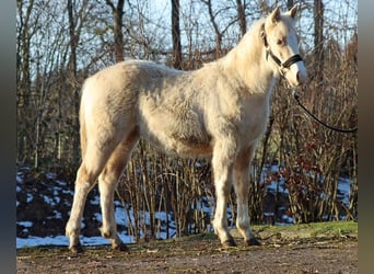 Paint Horse, Mare, 1 year, 14,2 hh, Palomino