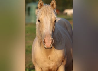 Paint Horse, Mare, 1 year, 14.2 hh, Palomino