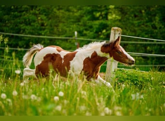 Paint Horse, Mare, 1 year, 14.2 hh, Pinto