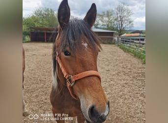 Paint Horse, Mare, 1 year, 14,2 hh, Pinto