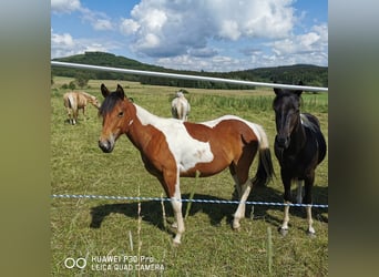 Paint Horse, Mare, 1 year, 14,2 hh, Pinto