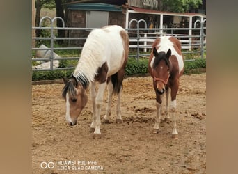 Paint Horse, Mare, 1 year, 14,2 hh, Pinto