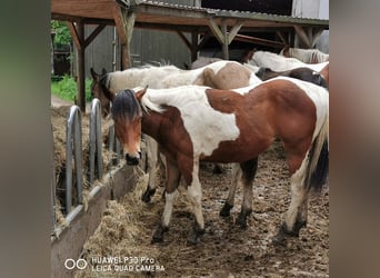 Paint Horse, Mare, 1 year, 14,2 hh, Pinto