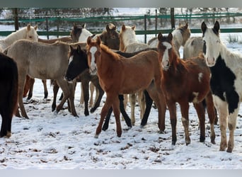 Paint Horse, Mare, 1 year, 14,2 hh, Red Dun