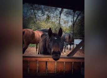 Paint Horse, Mare, 1 year, 14,3 hh, Bay-Dark