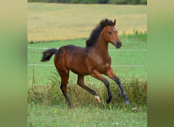 Paint Horse, Mare, 1 year, 14.3 hh, Brown