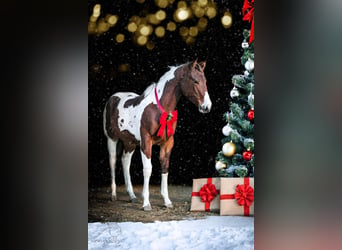 Paint Horse, Mare, 1 year, 14,3 hh, Tobiano-all-colors