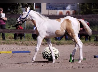 Paint Horse, Mare, 1 year, 14.3 hh, Tovero-all-colors