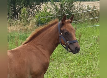 Paint Horse, Mare, 1 year, 14,1 hh, Chestnut-Red