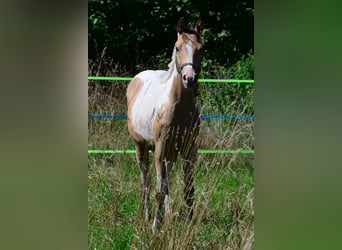 Paint Horse, Mare, 1 year, 14,2 hh, Champagne