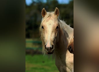 Paint Horse, Mare, 1 year, 14,2 hh, Palomino