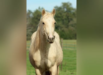 Paint Horse, Mare, 1 year, 14,2 hh, Palomino