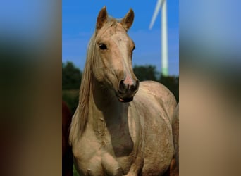 Paint Horse, Mare, 1 year, 14,2 hh, Palomino