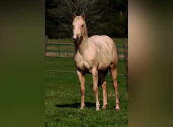 Paint Horse, Mare, 1 year, 14,2 hh, Palomino