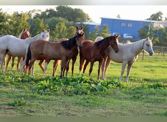 Paint Horse, Mare, 1 year, 14,2 hh