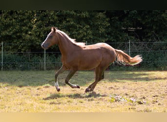 Paint Horse, Mare, 1 year, 14,3 hh, Chestnut