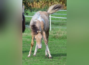 Paint Horse, Mare, 1 year, 15,1 hh, Champagne