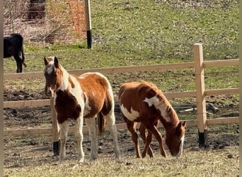 Paint Horse, Mare, 1 year, 15.1 hh, Overo-all-colors