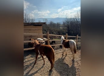 Paint Horse, Mare, 1 year, 15.1 hh, Overo-all-colors
