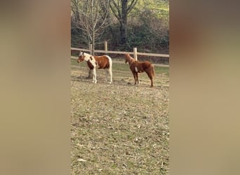 Paint Horse, Mare, 1 year, 15.1 hh, Overo-all-colors